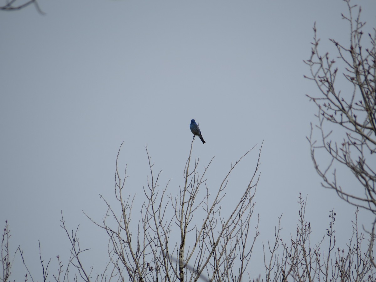 Mountain Bluebird - sheryl mcnair