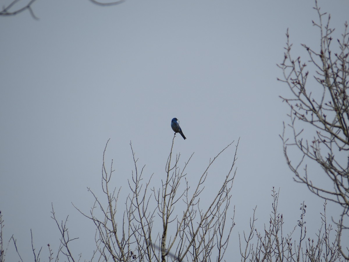 Mountain Bluebird - sheryl mcnair
