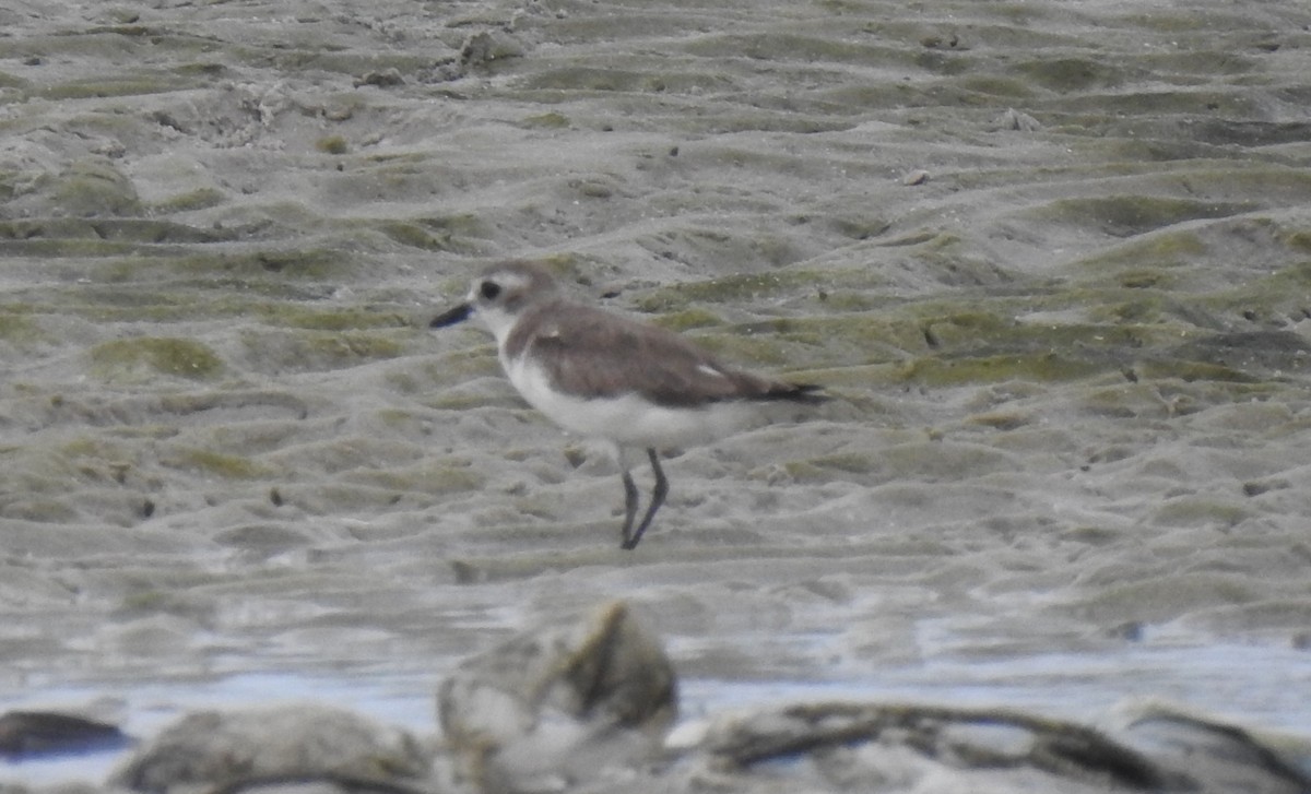 Tibetan Sand-Plover - tanapong surangkul2