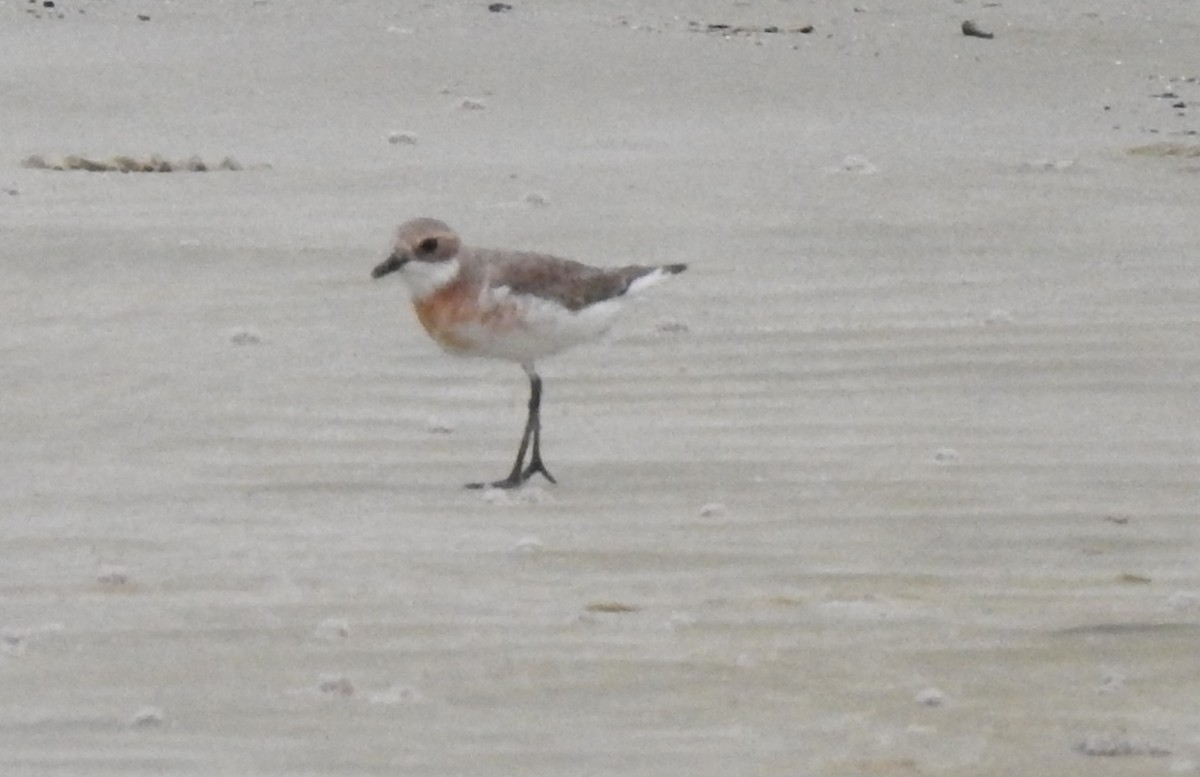 Tibetan Sand-Plover - tanapong surangkul2