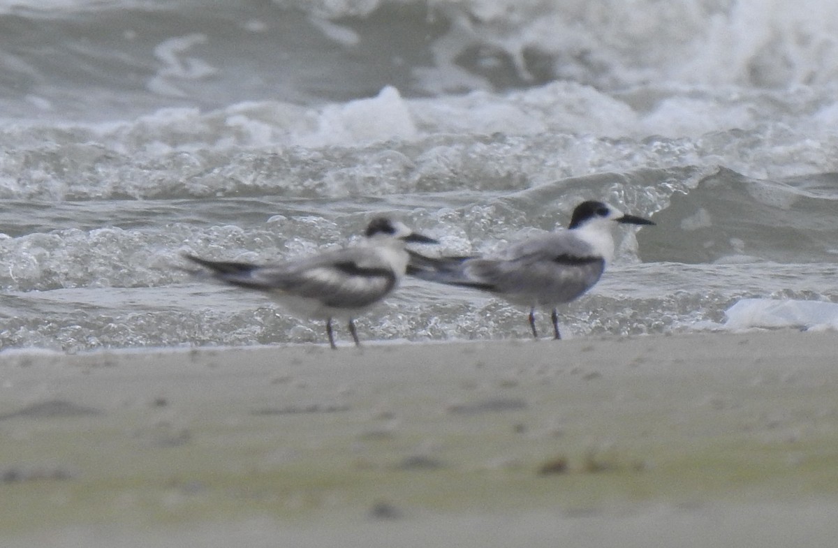 Common Tern - ML619021424