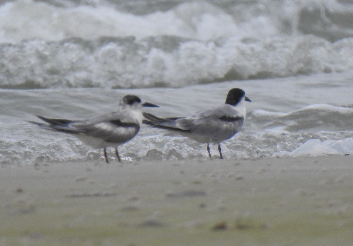 Common Tern - ML619021425