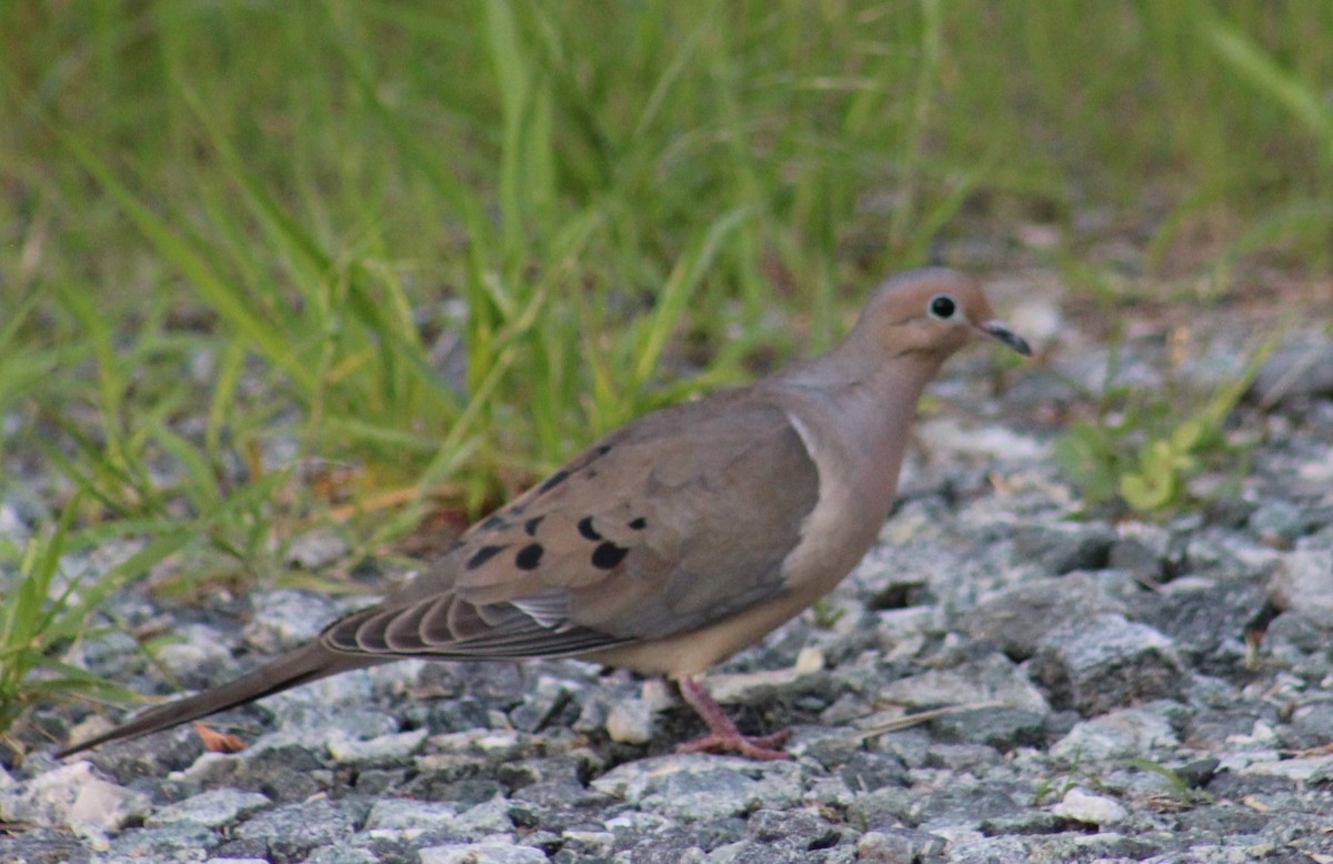 Mourning Dove - Deborah  Hansen