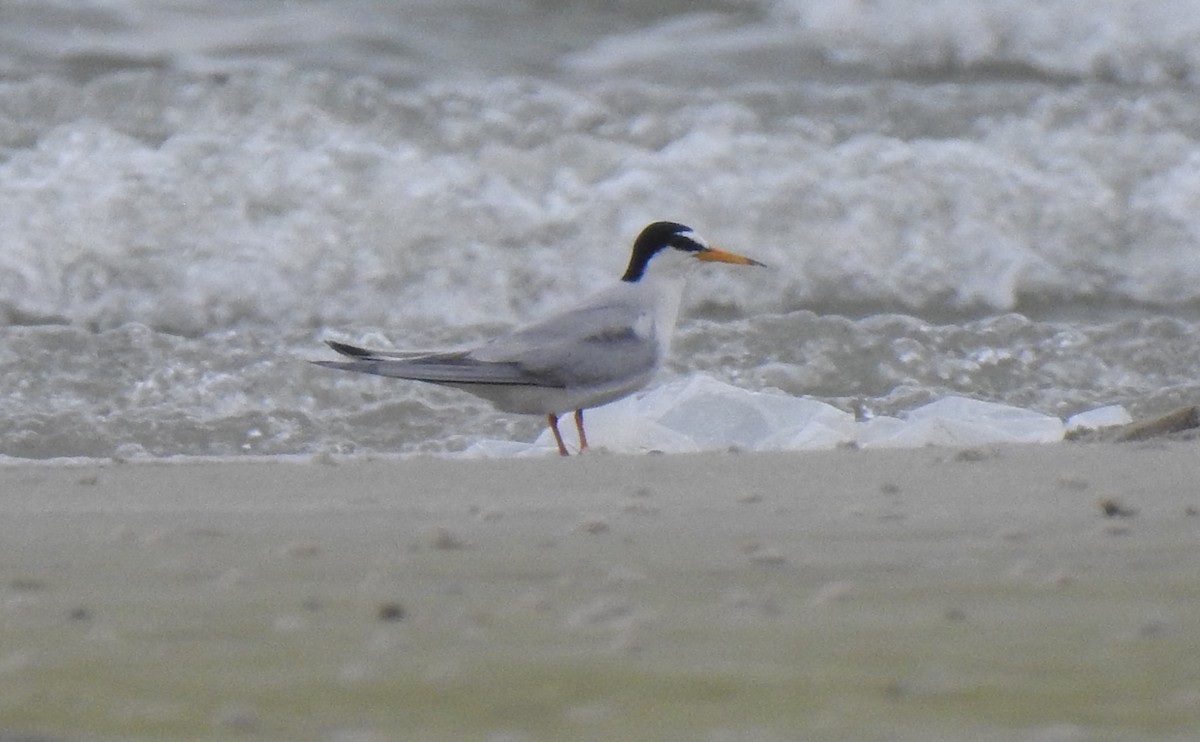 Little Tern - ML619021444