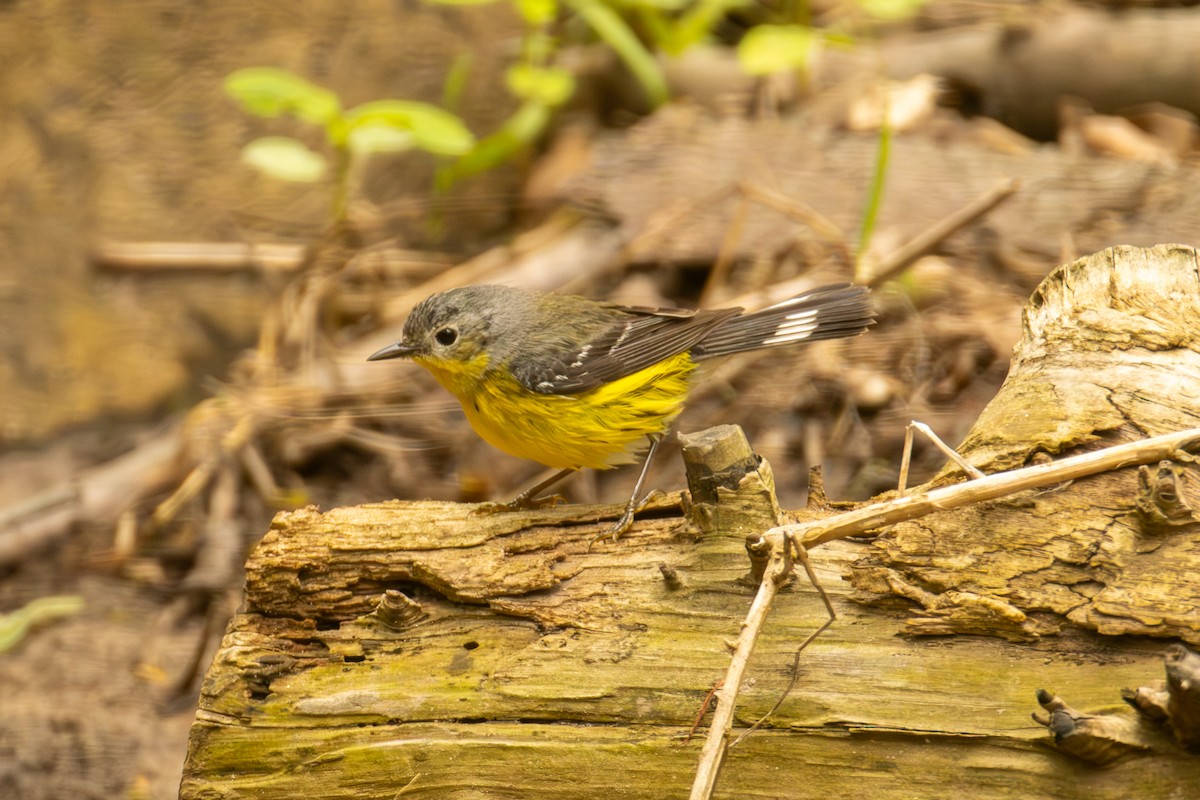 Magnolia Warbler - Peter Hinow