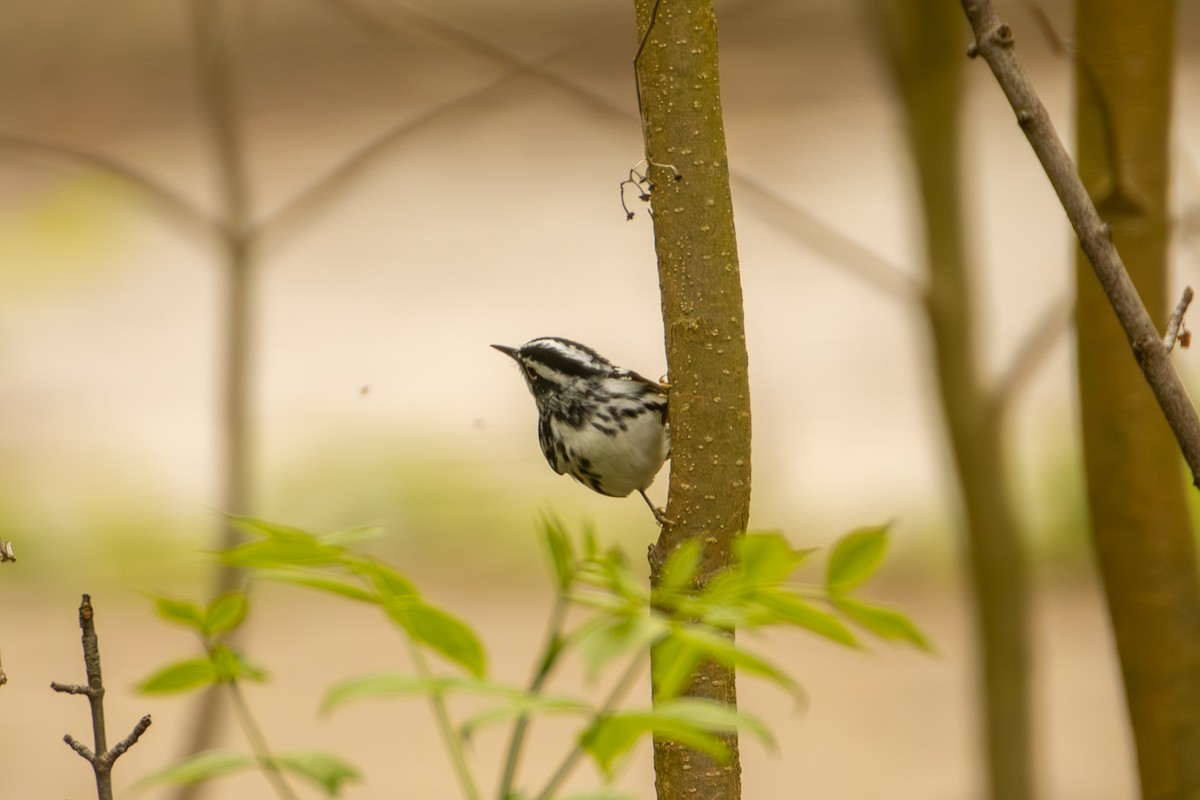 Black-and-white Warbler - Peter Hinow