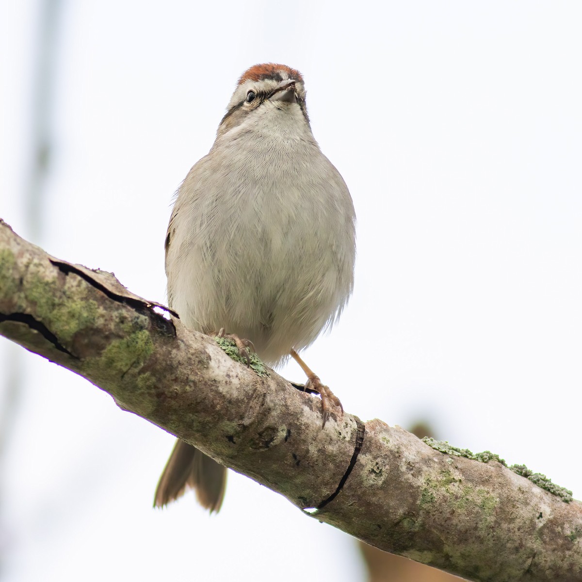 Chipping Sparrow - Craig Kingma