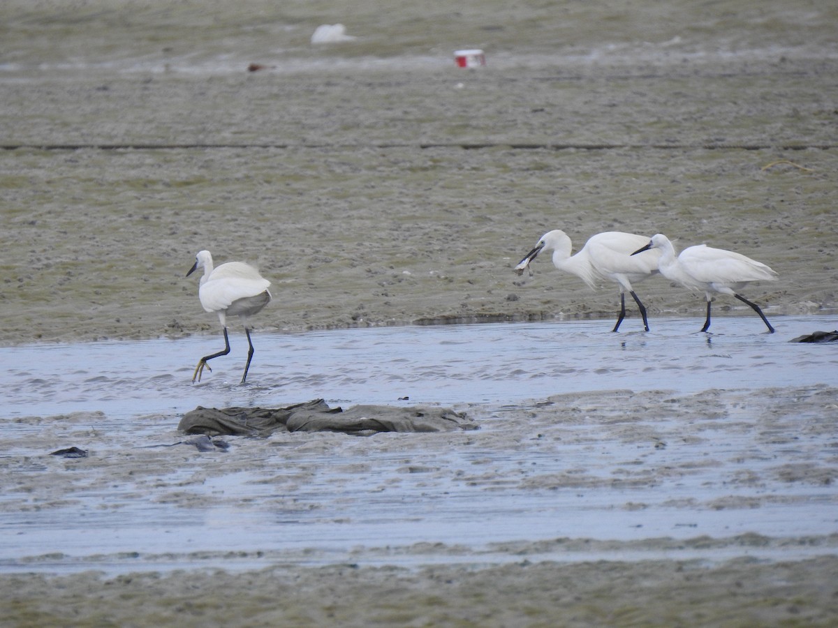 Little Egret - tanapong surangkul2