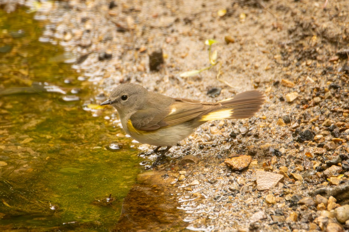 American Redstart - ML619021466