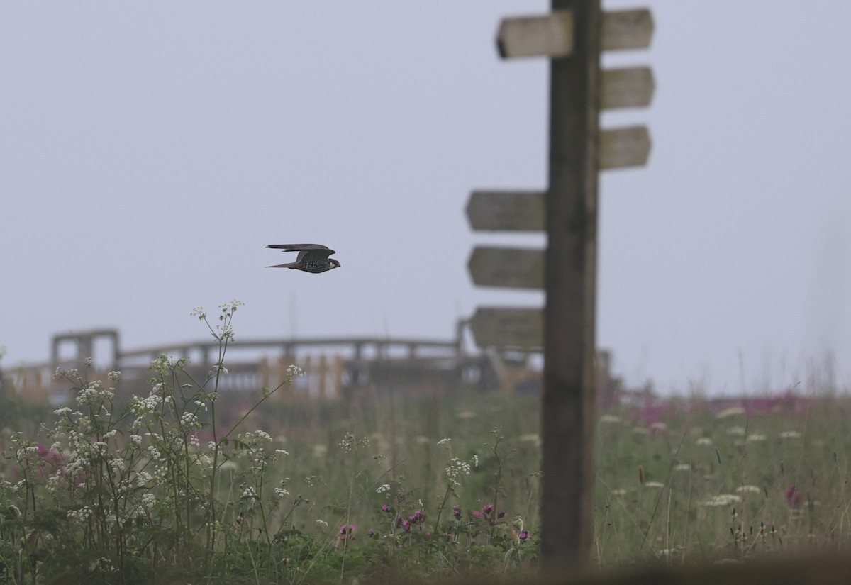 Eurasian Hobby - Will Scott