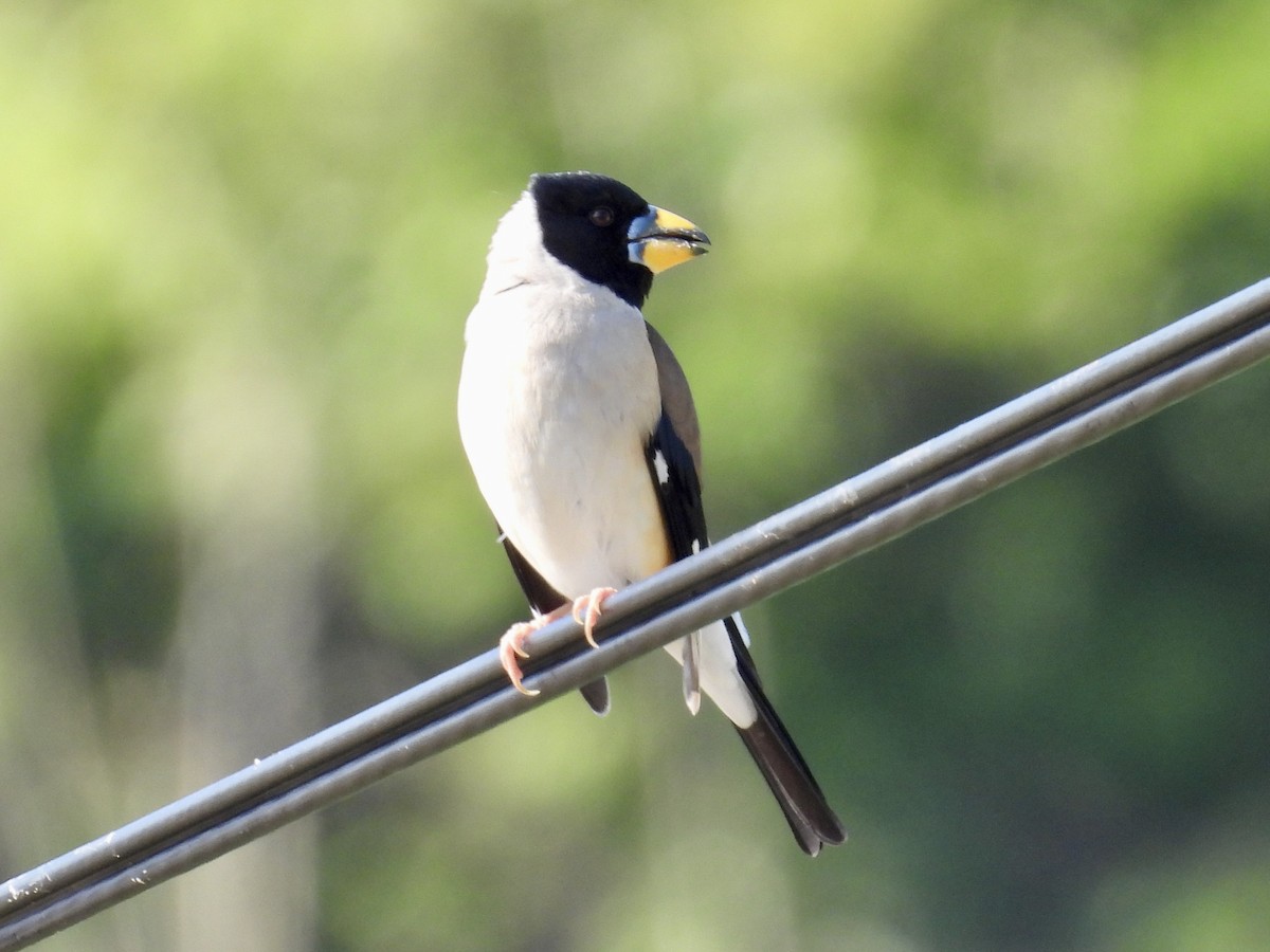 Yellow-billed Grosbeak - Stan Arnold