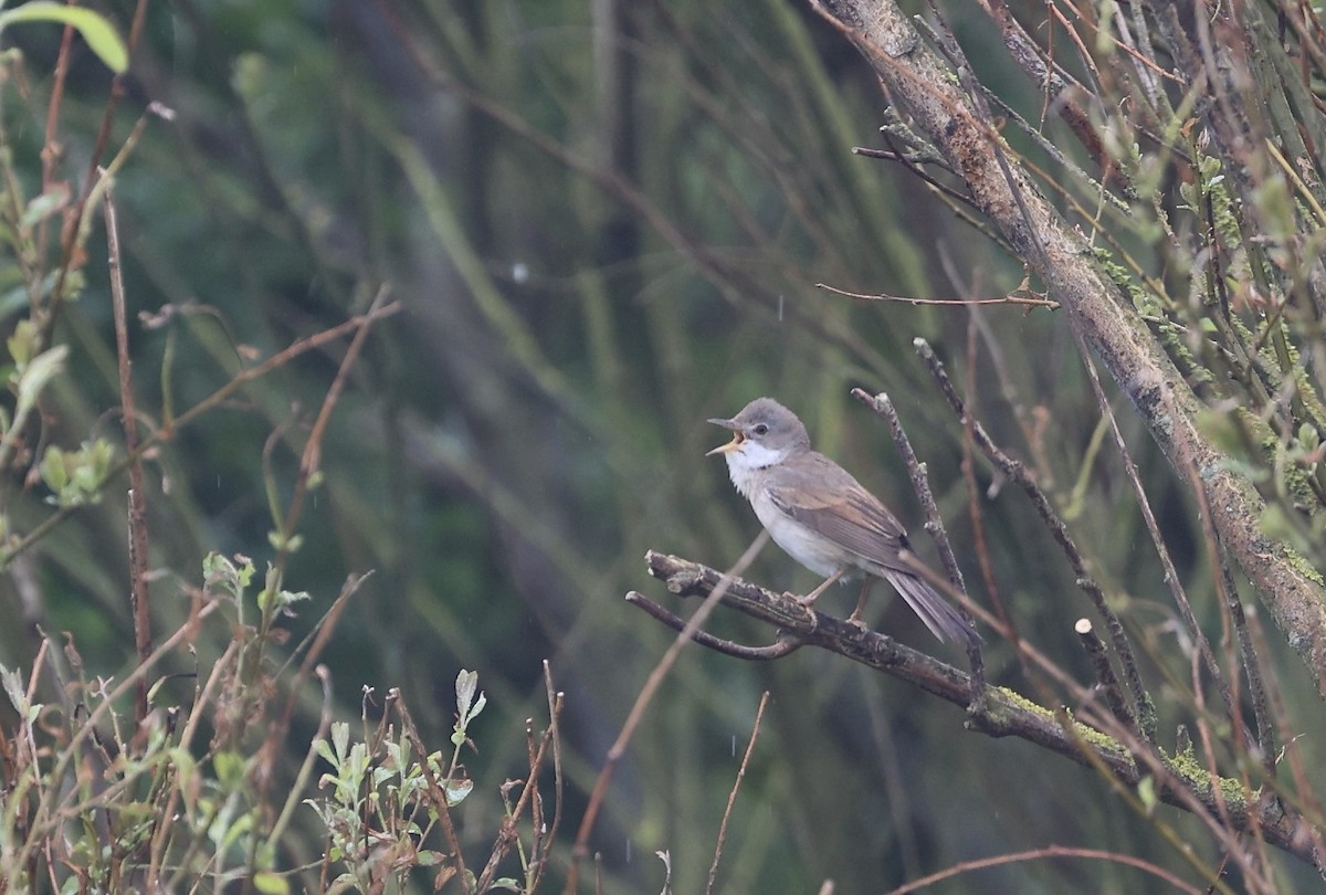 Greater Whitethroat - Will Scott