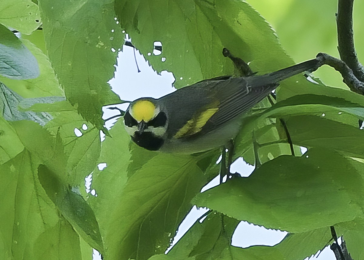 Goldflügel-Waldsänger - ML619021518