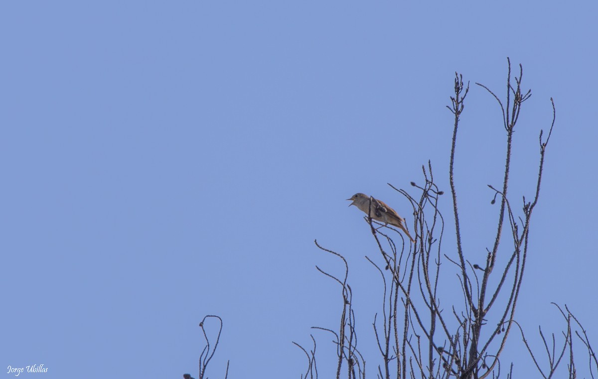 Common Nightingale - Jorge Luis Ubillas Herrera