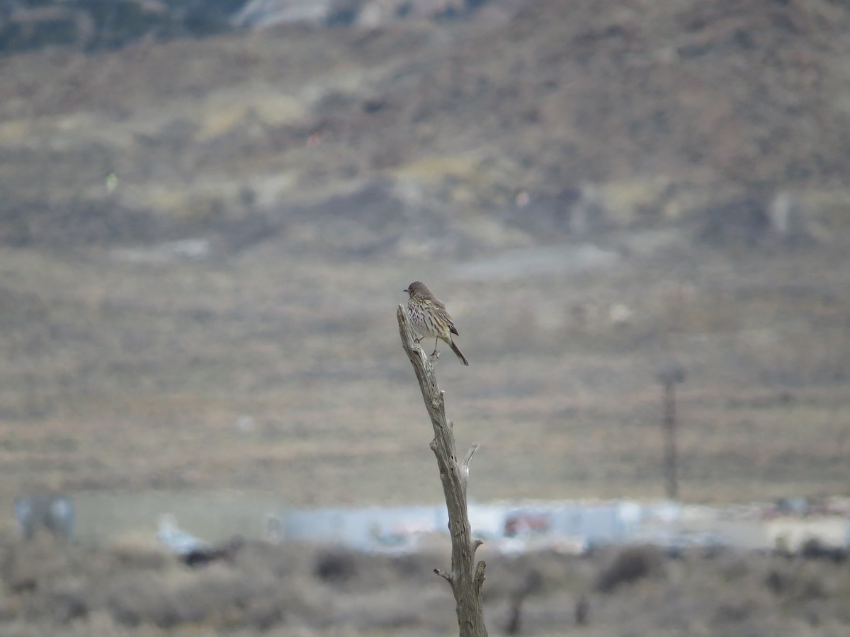 Cuitlacoche de las Artemisas - ML619021571