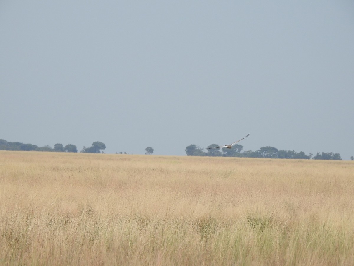 African Marsh Harrier - ML619021579