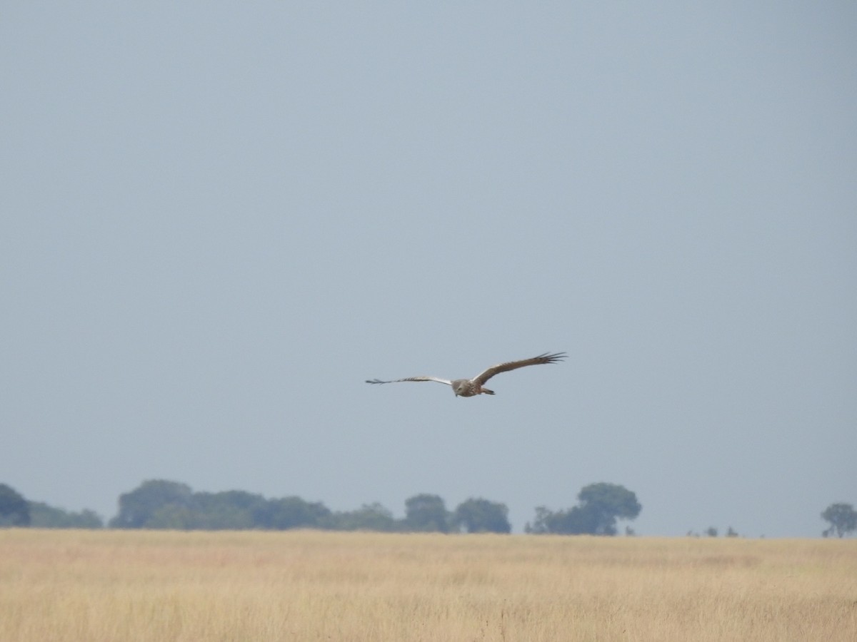 African Marsh Harrier - ML619021580