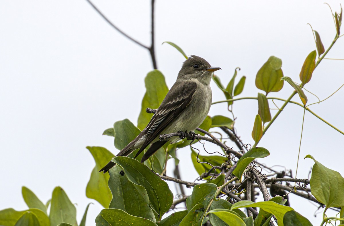 Eastern Wood-Pewee - Patrick Morgan