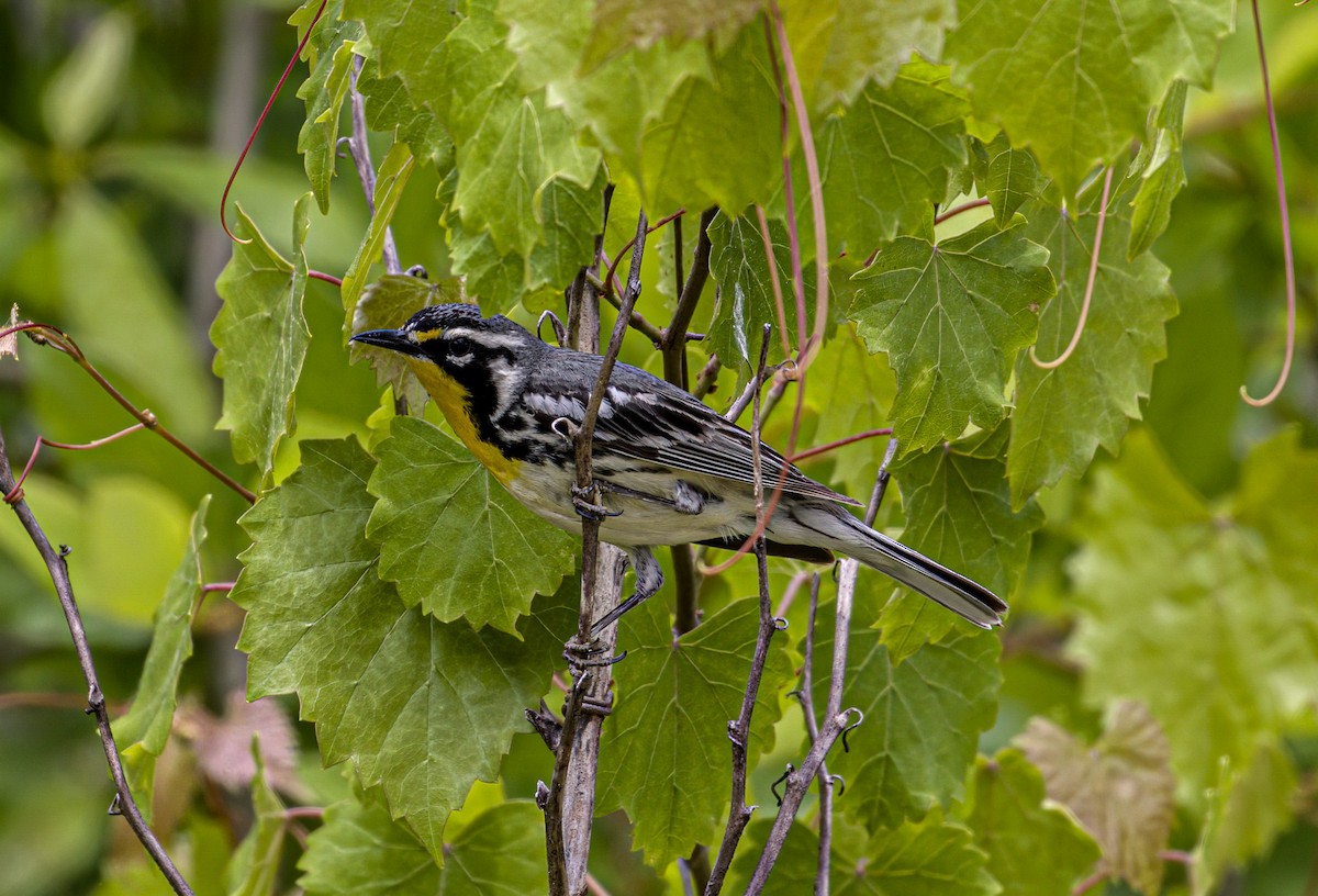 Yellow-throated Warbler - Patrick Morgan