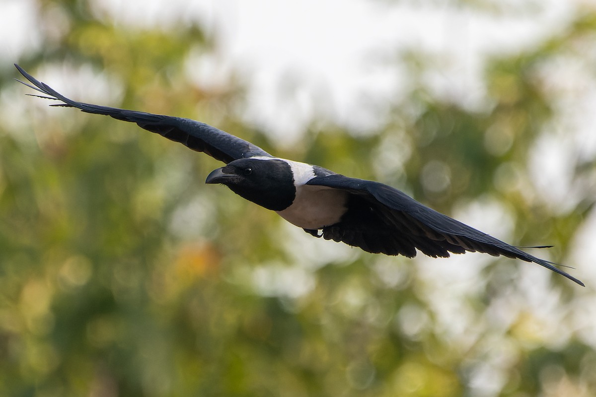Pied Crow - Magnus Andersson