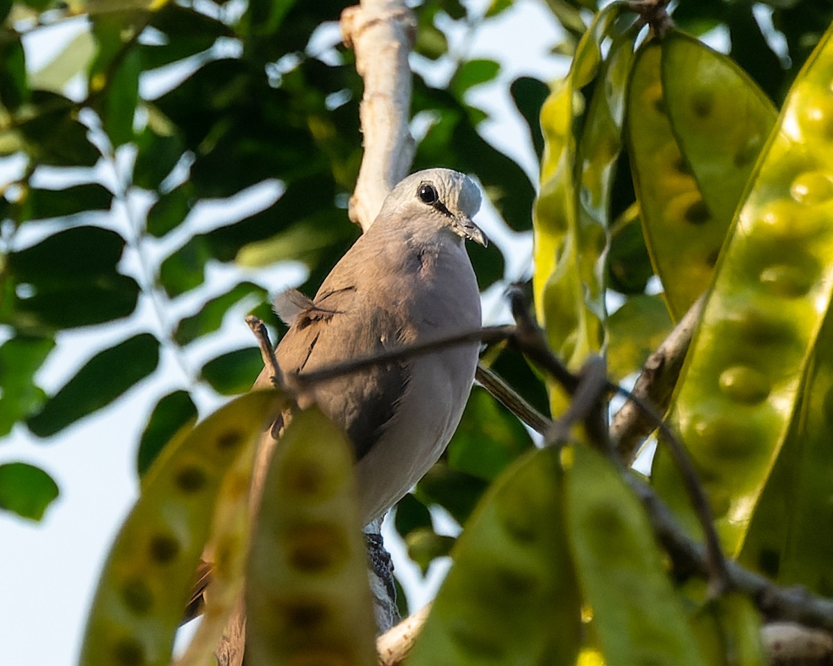 Palomita Saheliana - ML619021657