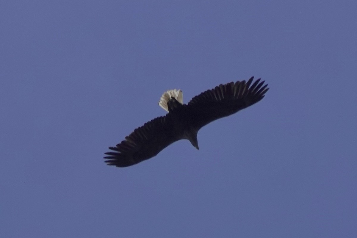 White-tailed Eagle - Donyo Gabriel
