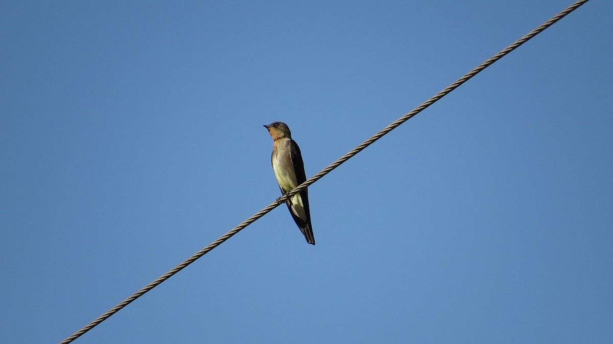 Southern Rough-winged Swallow - Aparecido Gasparoto