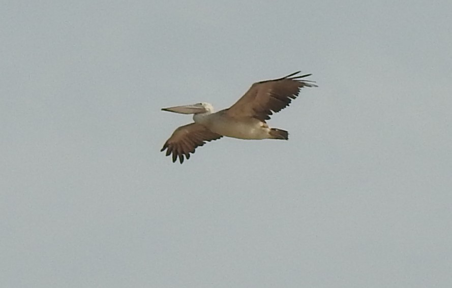 Spot-billed Pelican - tanapong surangkul2