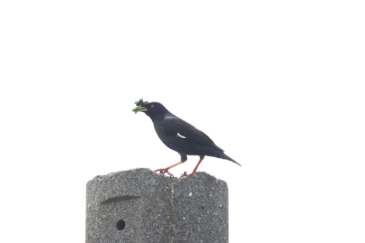 Crested Myna - 志民 蘇