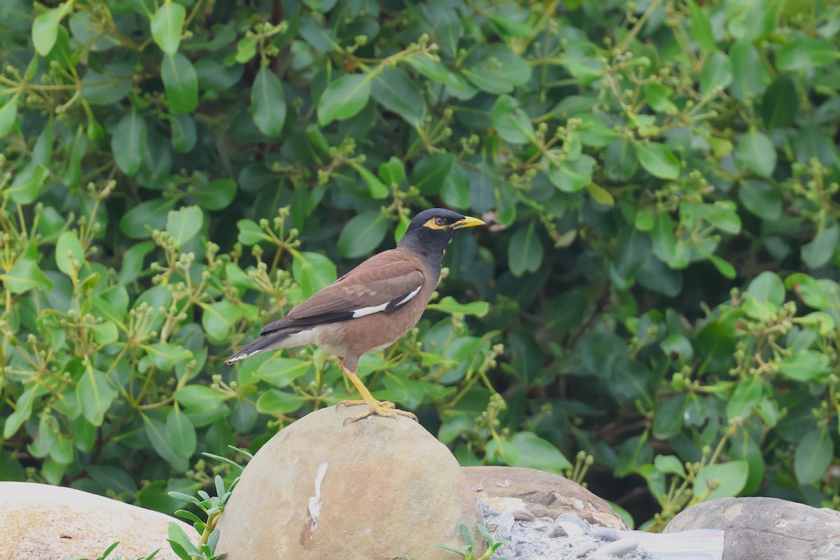 Common Myna - ML619021706