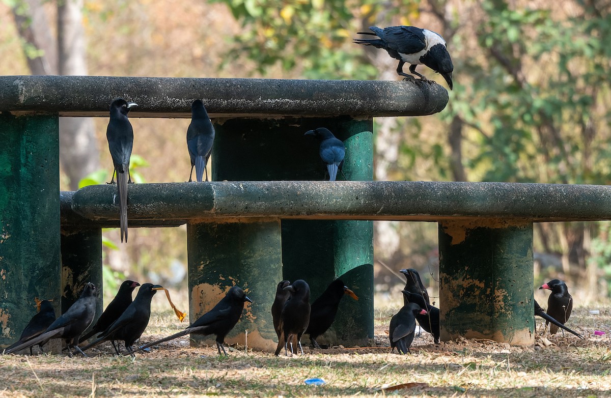 Pied Crow - ML619021721