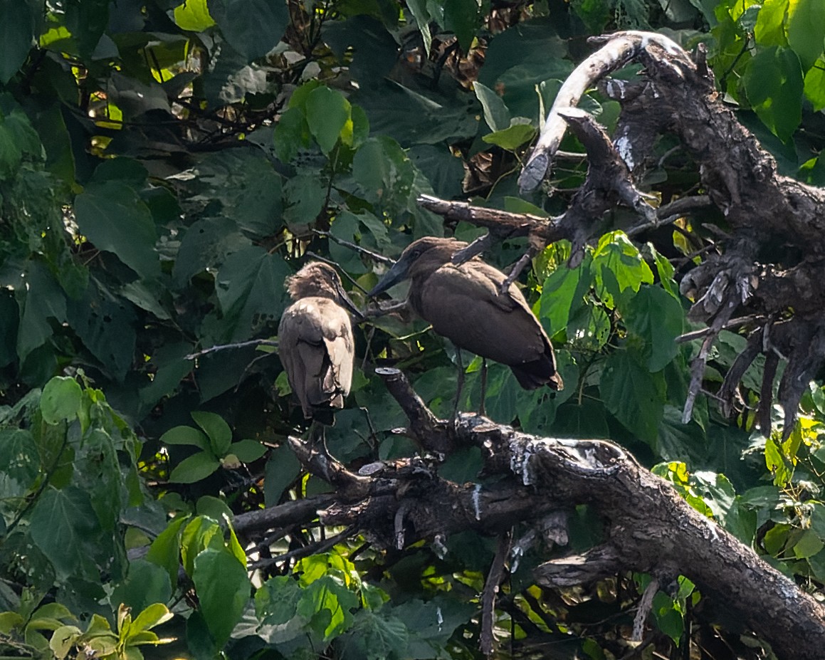 Hamerkop - Magnus Andersson