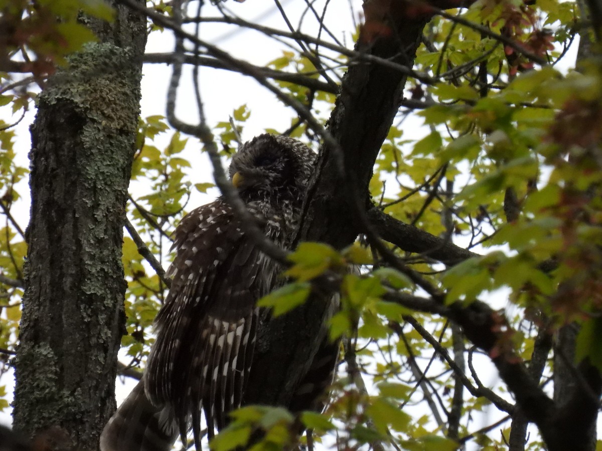 Barred Owl - Guy Brunelle