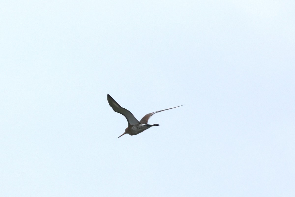 Black-tailed Godwit - ML619021752