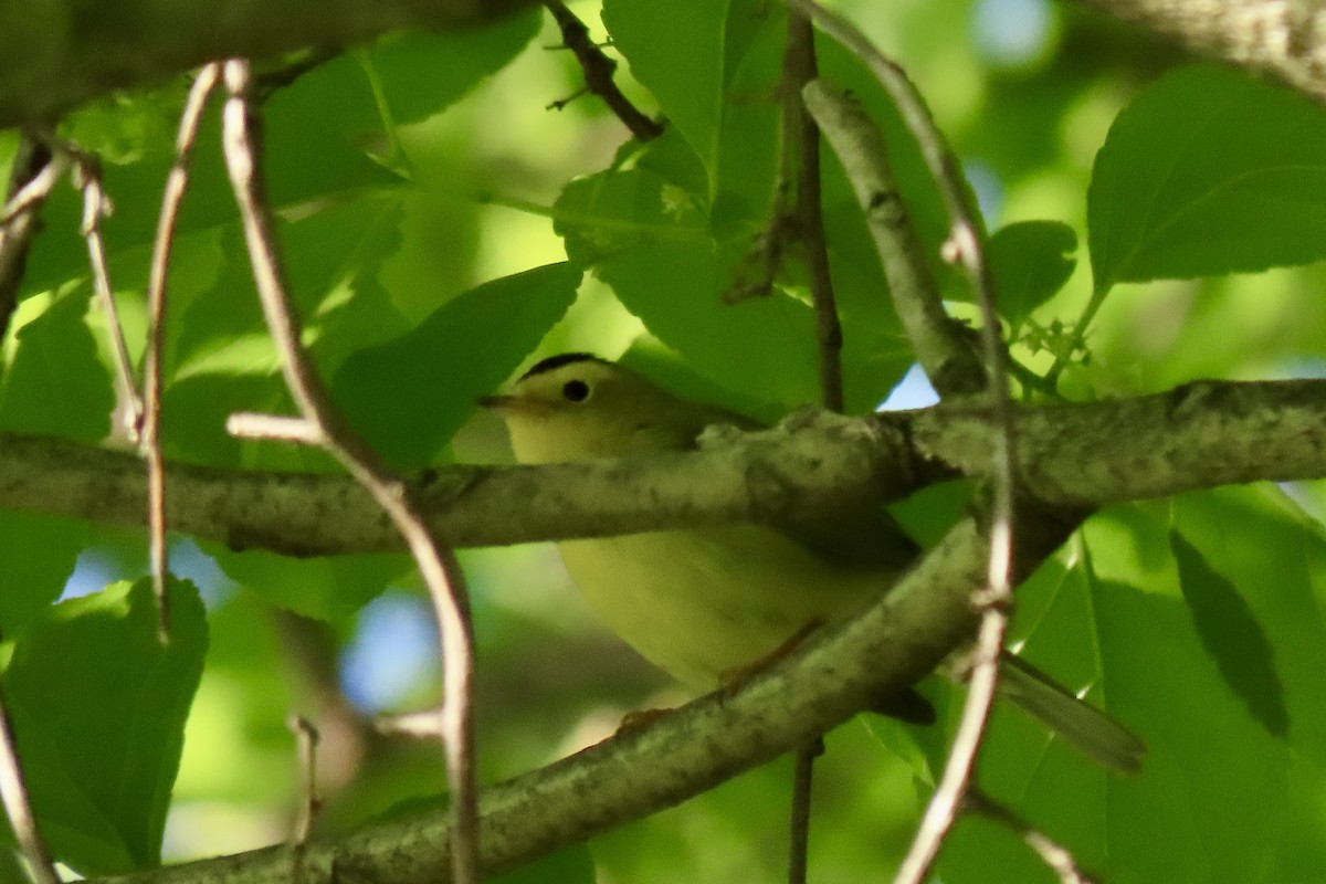 Wilson's Warbler - ML619021755