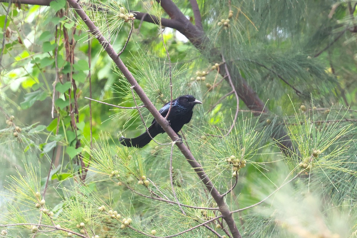 Hair-crested Drongo - ML619021756