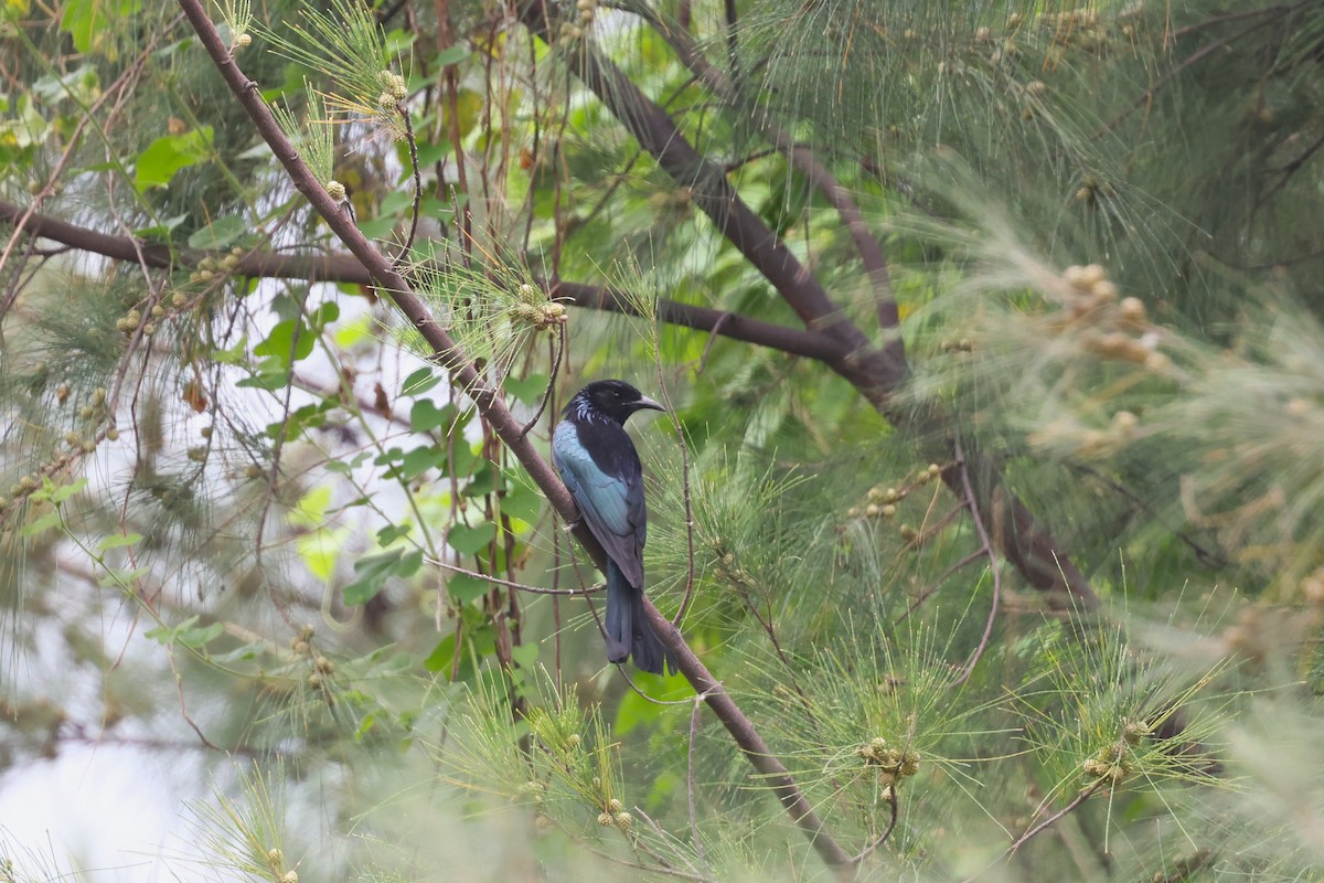 Hair-crested Drongo - 志民 蘇