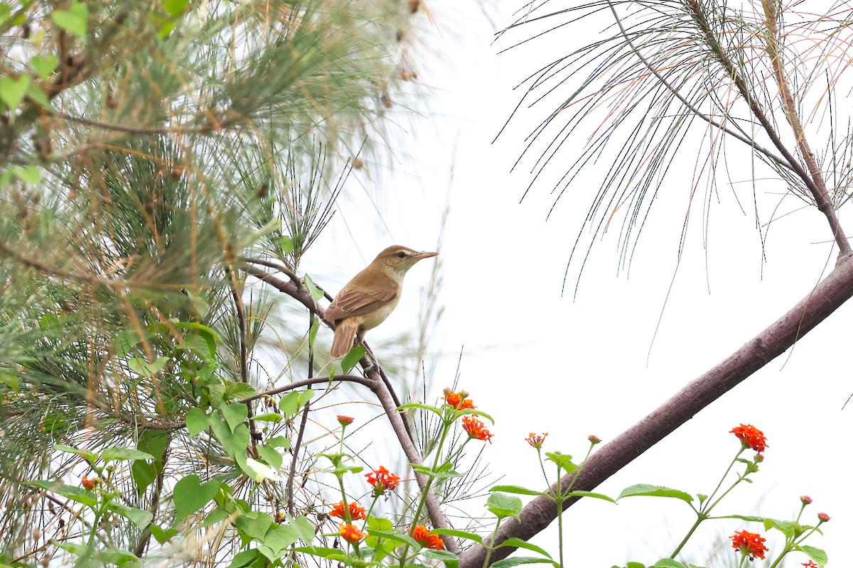 Oriental Reed Warbler - ML619021759