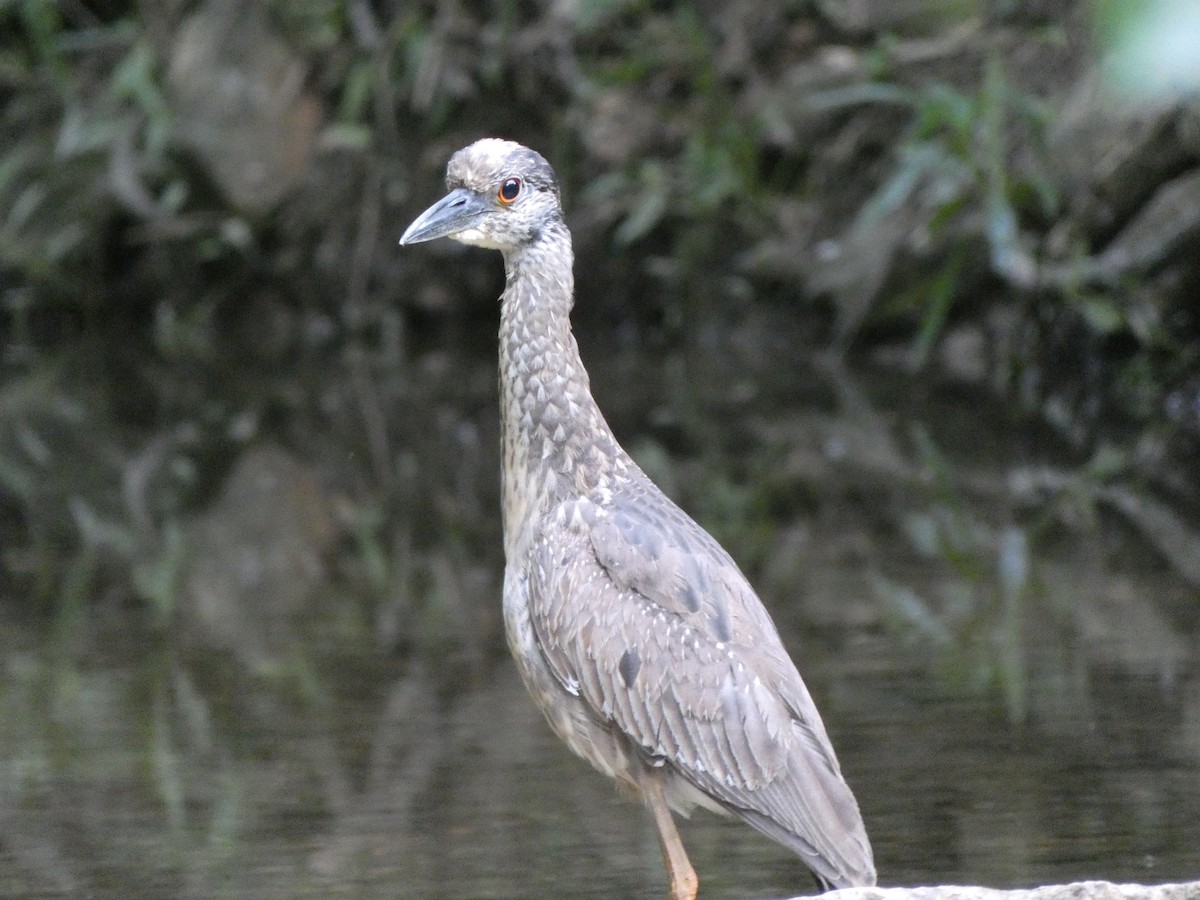 Yellow-crowned Night Heron - ML619021760