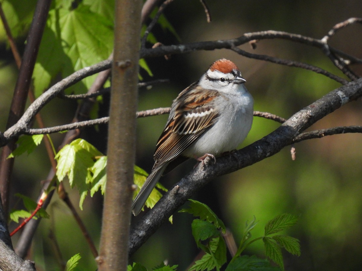 Chipping Sparrow - ML619021763