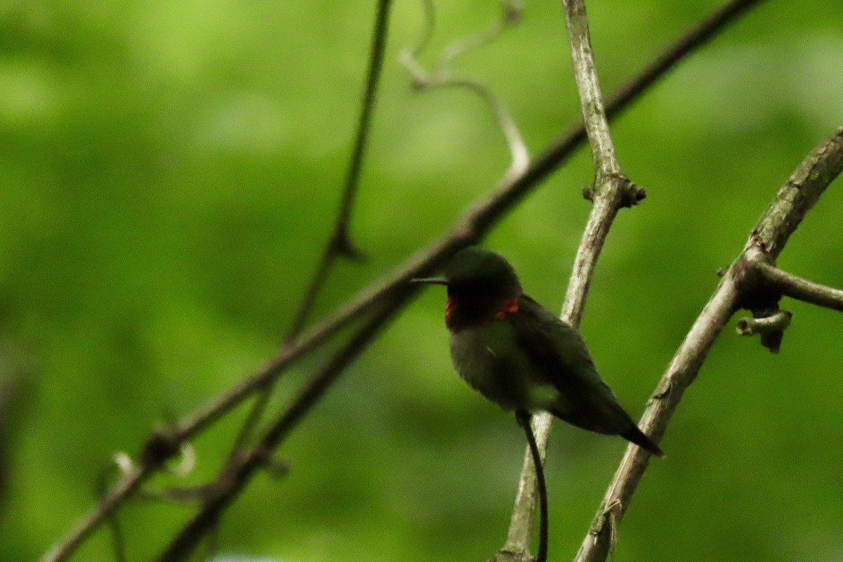 Ruby-throated Hummingbird - Eric Anderson
