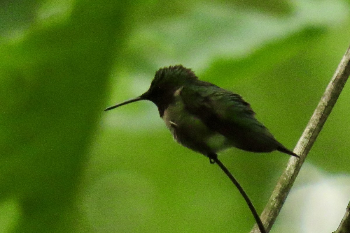 Ruby-throated Hummingbird - Eric Anderson