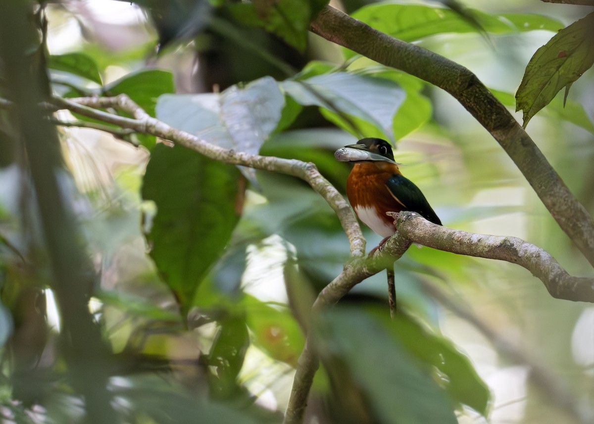 American Pygmy Kingfisher - Caio Brito