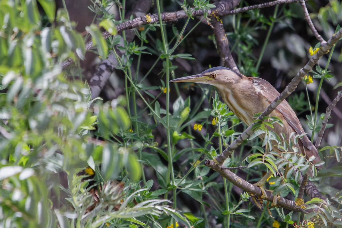 Little Bittern - Ido Ben-Itzhak