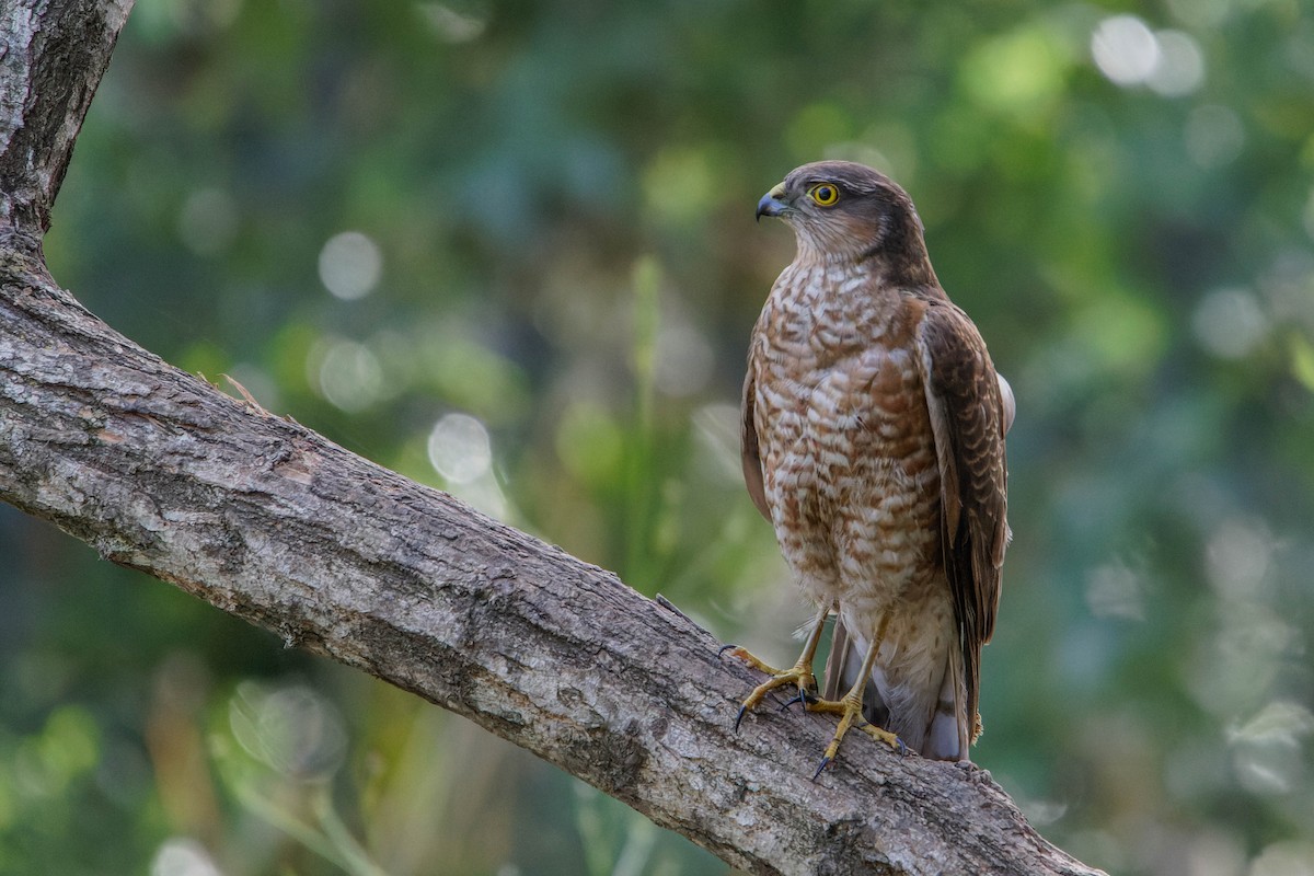 Eurasian Sparrowhawk - Ido Ben-Itzhak