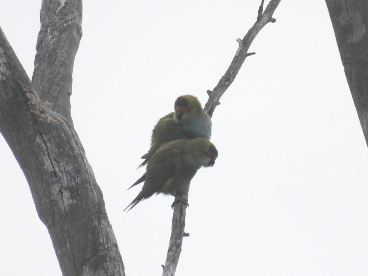 Purple-crowned Lorikeet - ML619021853