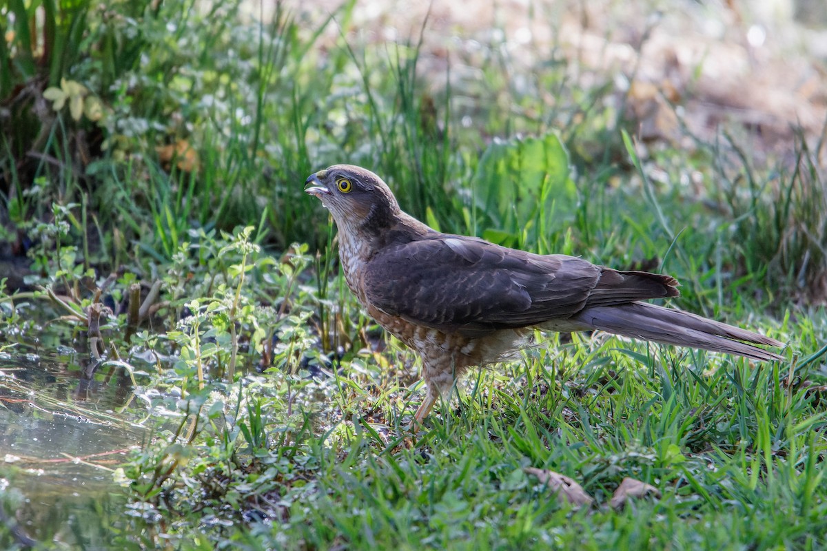 Eurasian Sparrowhawk - Ido Ben-Itzhak