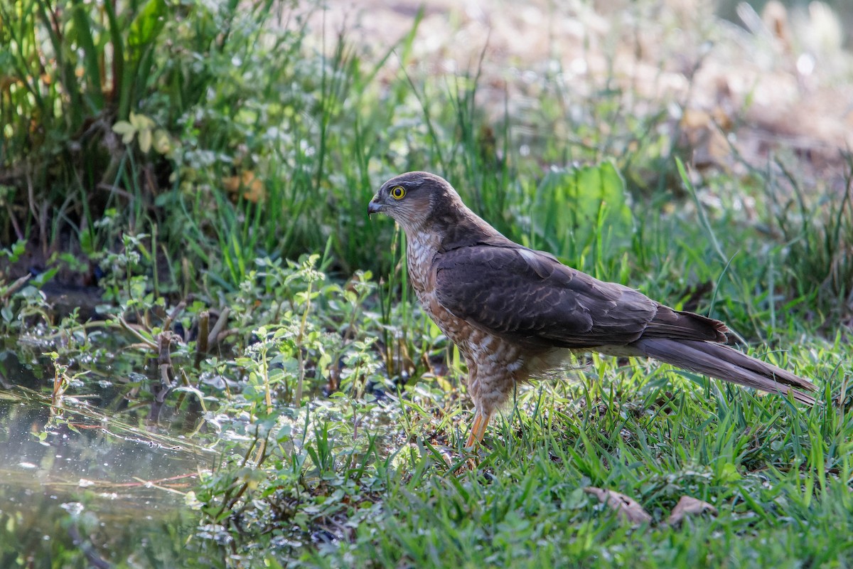 Eurasian Sparrowhawk - Ido Ben-Itzhak