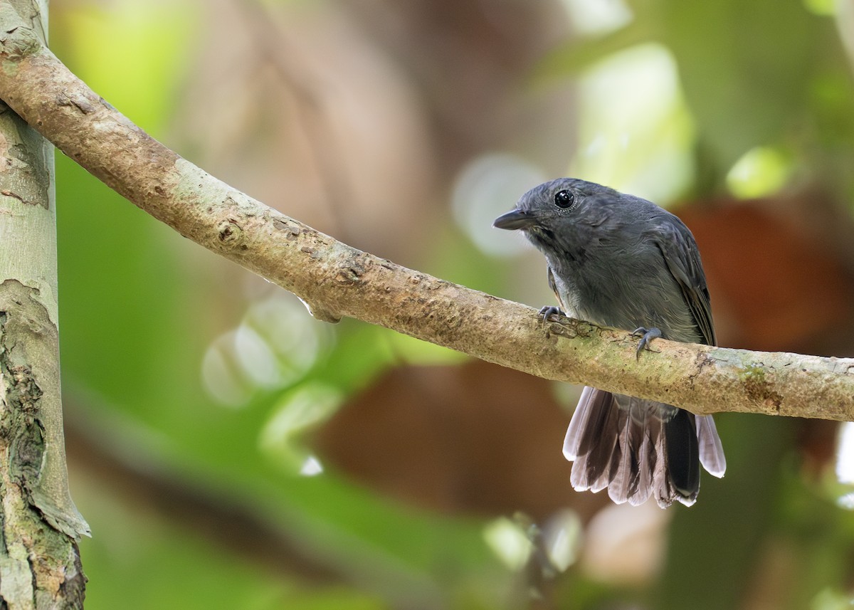 Dusky-throated Antshrike - Caio Brito