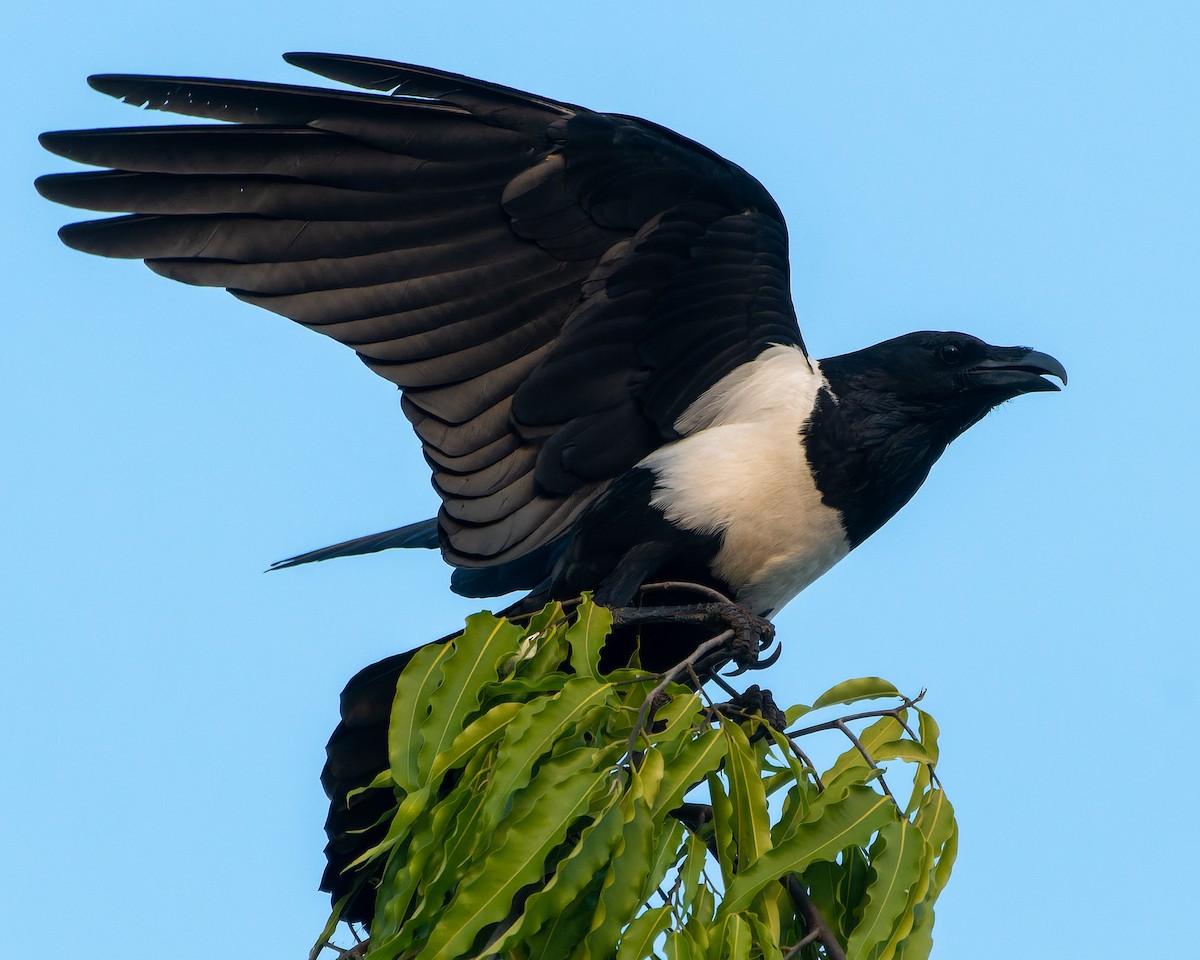 Pied Crow - Magnus Andersson